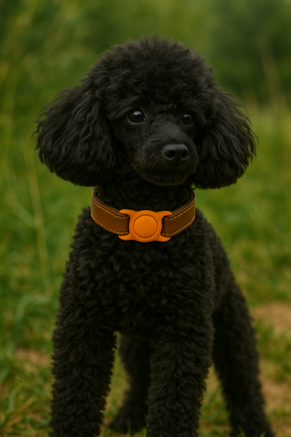 Pawslet's Air Tag Case